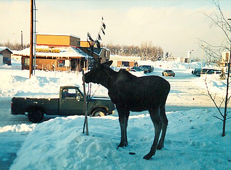 ak-moose.JPG (109446 bytes)