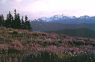 olympic.jpg (22283 bytes)